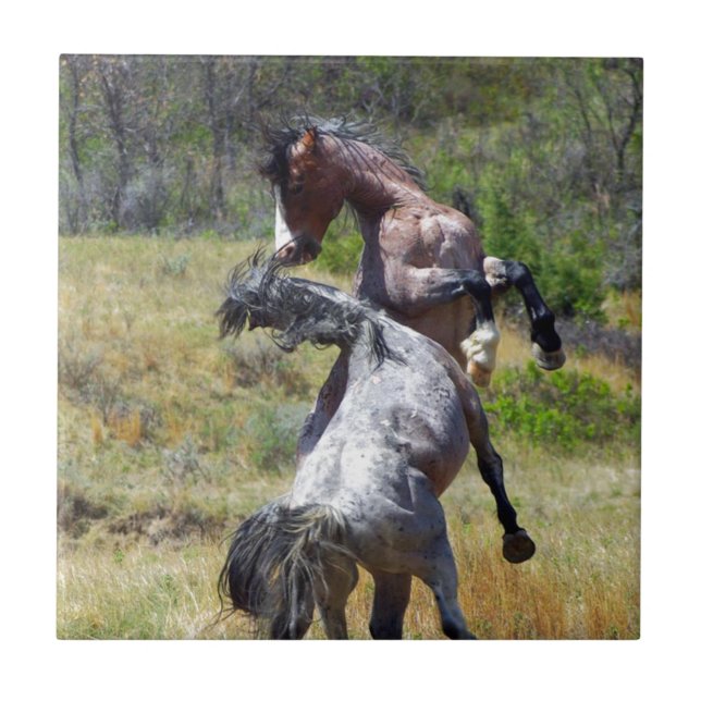 Wild Stallions Fighting Theodore Roosevelt NP Tile (Front)