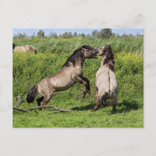 wild stallions postcard
