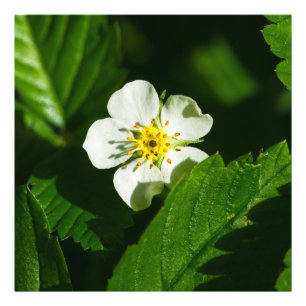 Wild Strawberry Flower Photo Print