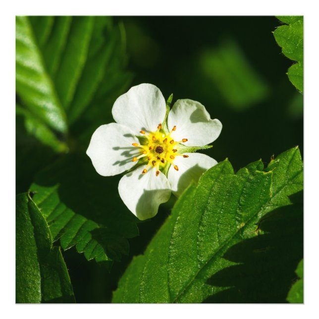 Wild Strawberry Flower Photo Print (Front)