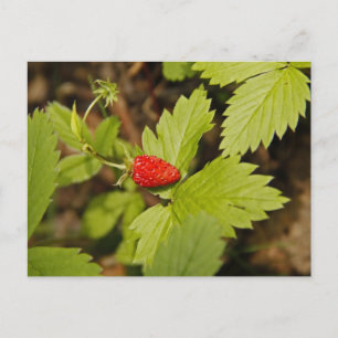 Wild Strawberry Postcard