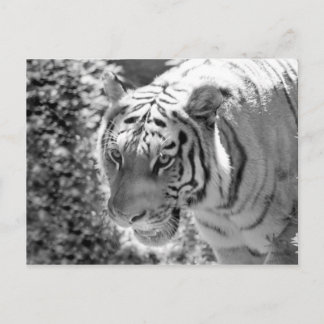 Wild Striped Tiger Black and White Postcard