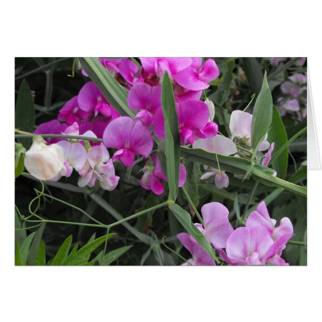 wild sweet peas (Front Horizontal)