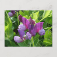 Wild Sweet Peas, Unalaska Island