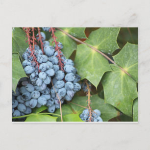Wild Texas Grapes Postcard