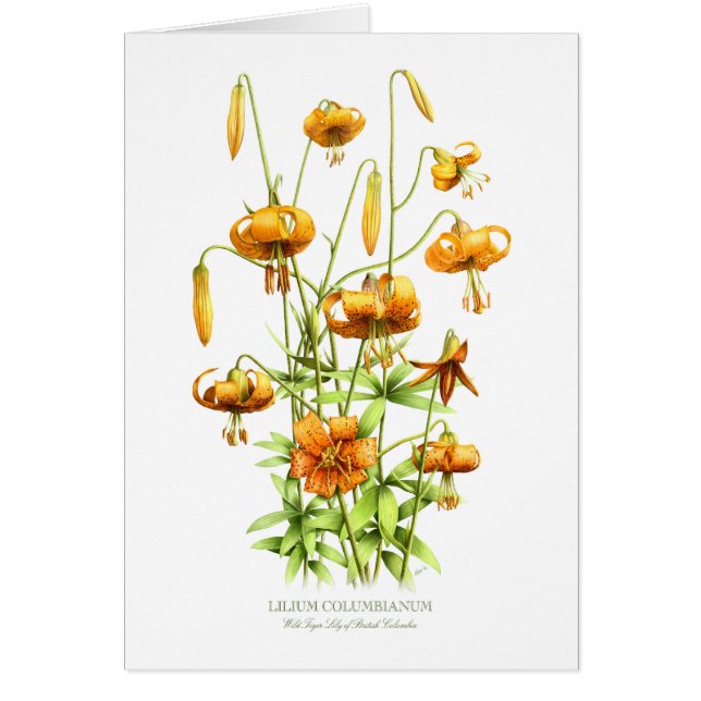 Wild Tiger Lilies (Front)
