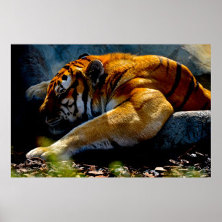 Wild Tiger Poster