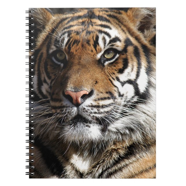 Wild Tiger Spiral Notebook (Front)