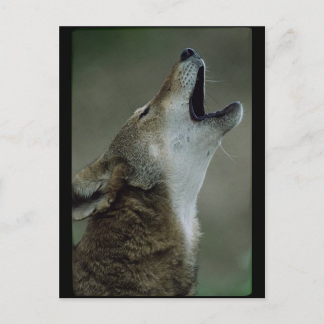 Wild Timber Wolf Howling Postcard (Front)
