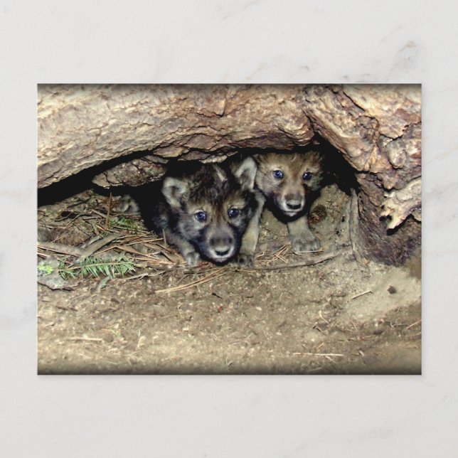 Wild Timber Wolf Twin Cubs in Den Postcard (Front)