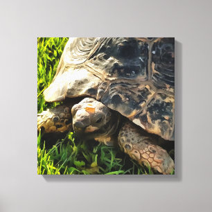 Wild Tortoise In Grass Meadow Wildlife Art Canvas Print