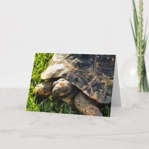 Wild Tortoise In Grass Meadow Wildlife Art Card
