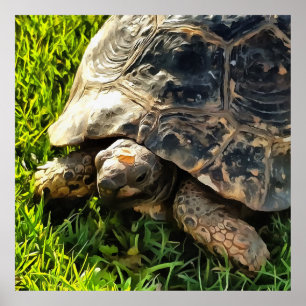 Wild Tortoise In Grass Meadow Wildlife Art Poster