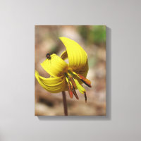 Wild Trout Lily Flower And Firefly Friend