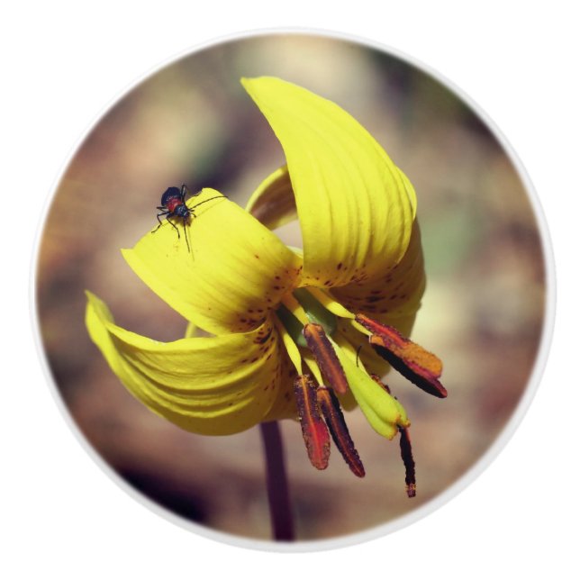 Wild Trout Lily Flower And Insect Friend   Ceramic Knob (Front)