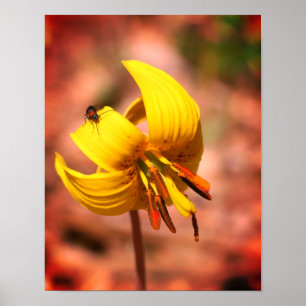 Wild Trout Lily Flower And Insect Friend Tinted Poster