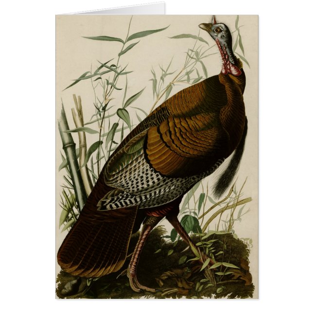 Wild Turkey (Front)