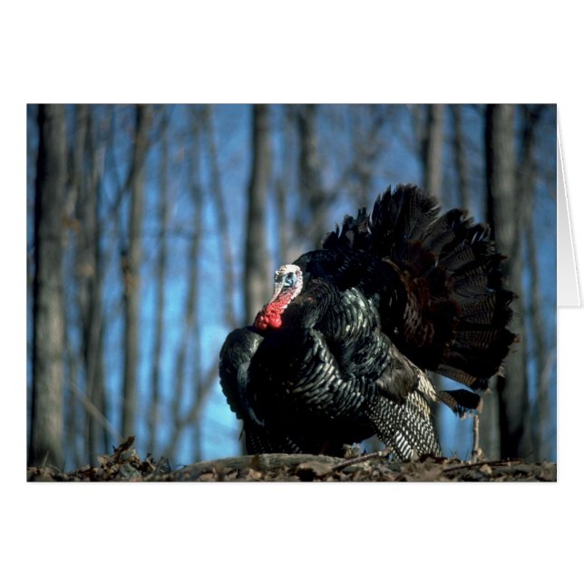 Wild turkey (Front Horizontal)
