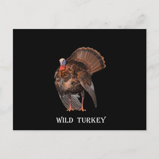 Wild Turkey (Alabama, Massachusetts, Oklahoma) Postcard (Front)