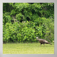 Wild Turkey Bird Poster