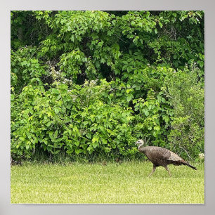 Wild Turkey Bird Poster
