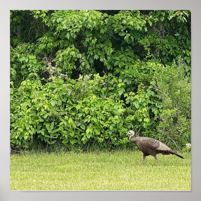 Wild Turkey Bird Poster (Front)