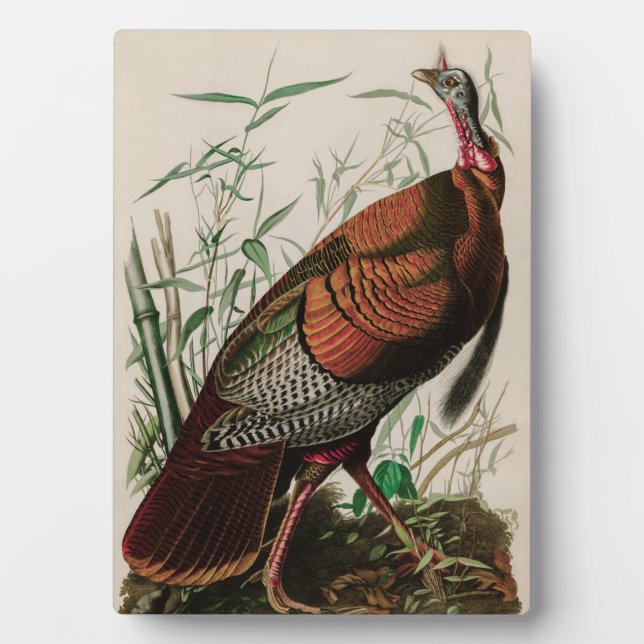 Wild Turkey Birds of America Audubon Print Plaque (Front)