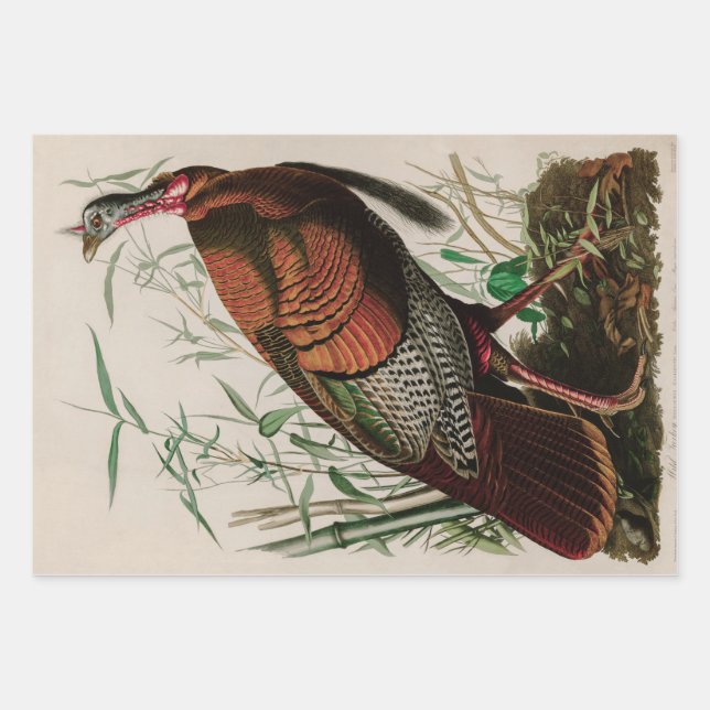 Wild Turkey Birds of America Audubon Print Wrapping Paper Sheet (Front)
