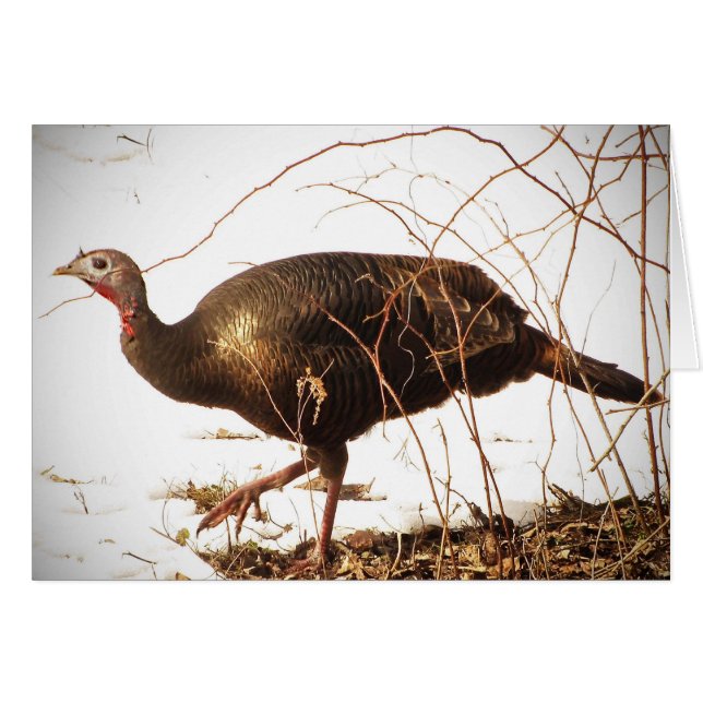 Wild Turkey Blank Card (Front Horizontal)