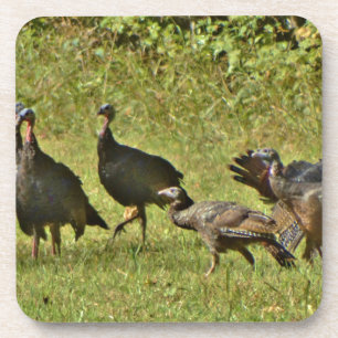 Wild Turkey, Camouflage colours Coaster