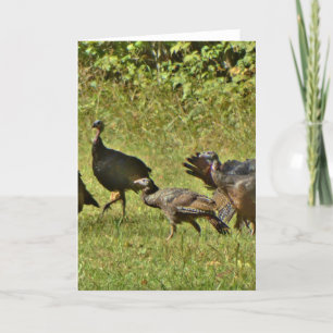 Wild Turkey, Camouflage colours Holiday Card