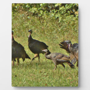 Wild Turkey, Camouflage colours Plaque