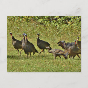Wild Turkey, Camouflage colours Postcard