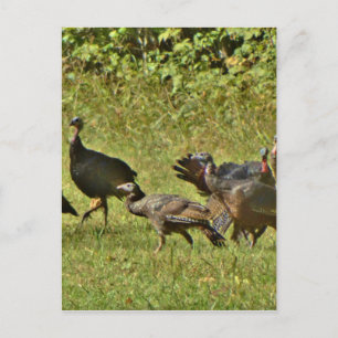 Wild Turkey, Camouflage colours Postcard