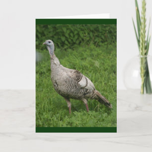 Wild Turkey card