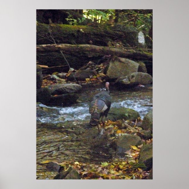 Wild Turkey Crossing A Stream Poster (Front)