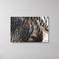 Wild Turkey Feathers I Abstract Nature Design