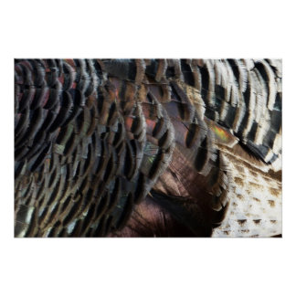 Wild Turkey Feathers I Abstract Nature Design Poster
