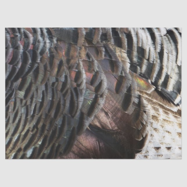 Wild Turkey Feathers I Abstract Nature Design Tissue Paper (Front)