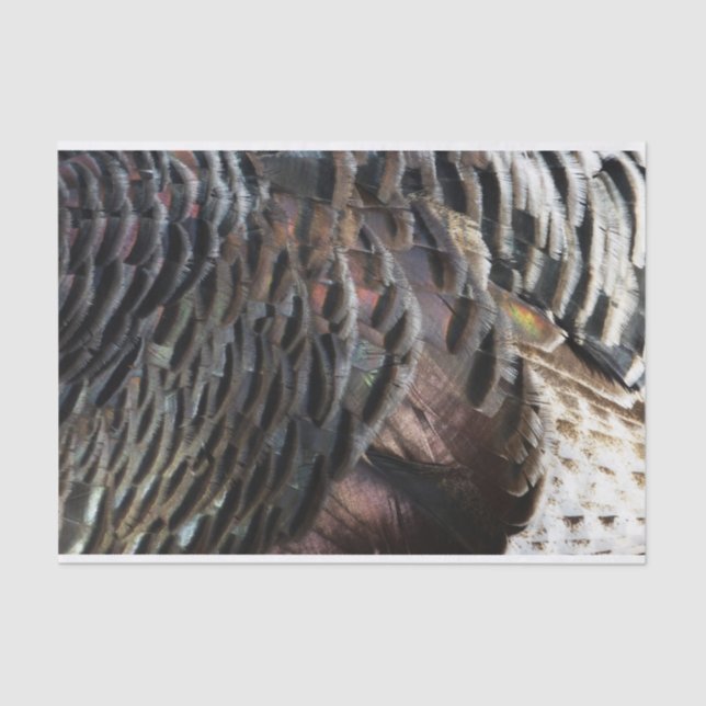 Wild Turkey Feathers I Abstract Nature Design Tissue Paper (Front)