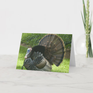 Wild Turkey Greeting Card