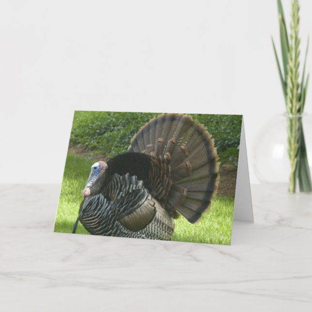 Wild Turkey Greeting Card (Front)