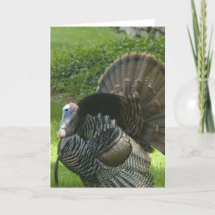 Wild Turkey Greeting Card