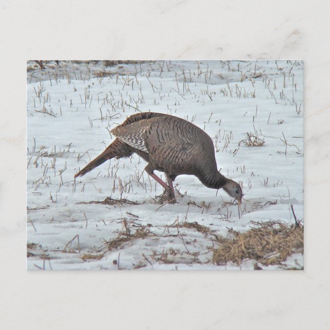 Wild Turkey in Snowy Field Postcard (Front)