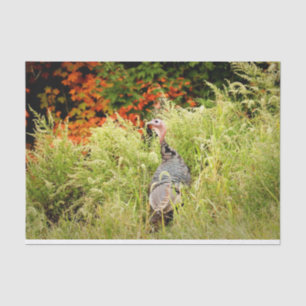 Wild Turkey in Tall Grass In Autumn Tissue Paper