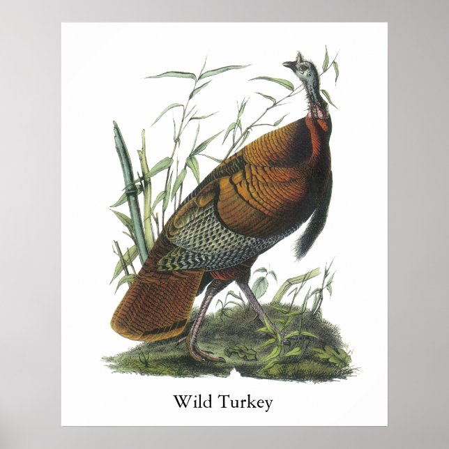 Wild Turkey, John Audubon Poster (Front)