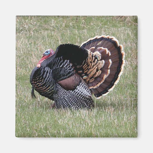 Wild Turkey  Magnet (Front)