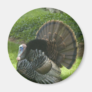 Wild Turkey Magnet