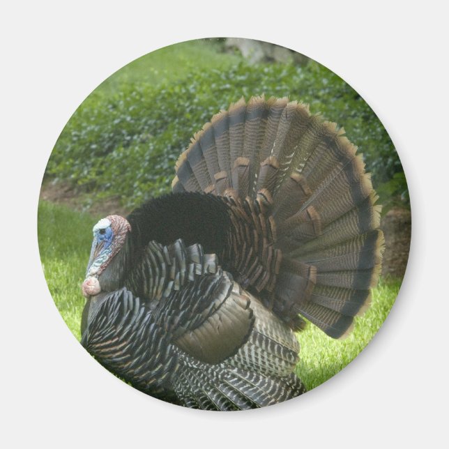 Wild Turkey Magnet (Front)