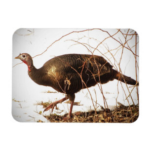 Wild Turkey Magnet